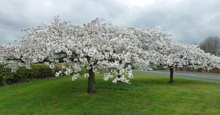Cherry blossom trees on Epinal Way Loughborough.