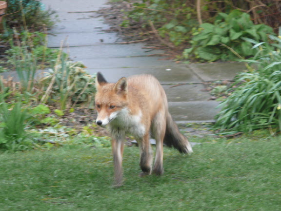 Fox in our garden and a big one at that.